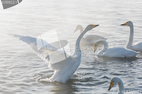 Image of Beautiful white whooping swans