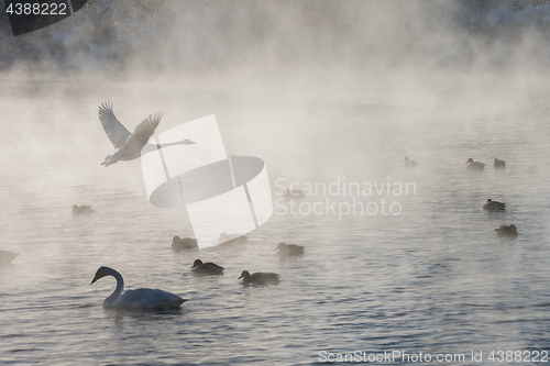 Image of Beautiful white whooping swans