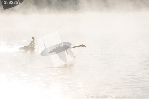 Image of Beautiful white whooping swans