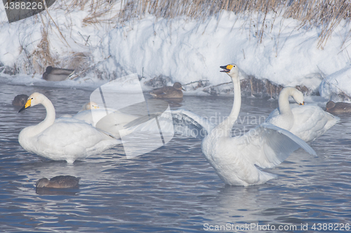 Image of Beautiful white whooping swans