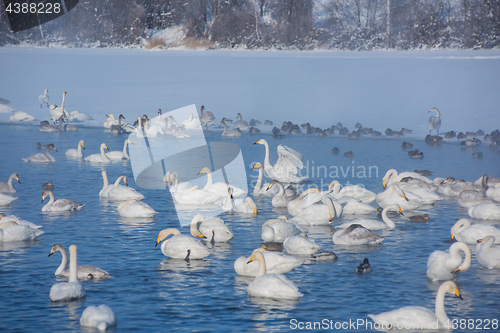 Image of Beautiful white whooping swans