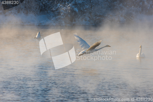 Image of Beautiful white whooping swans