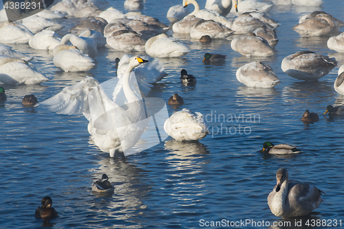 Image of Beautiful white whooping swans