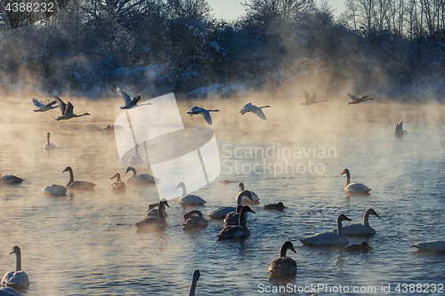 Image of Beautiful white whooping swans