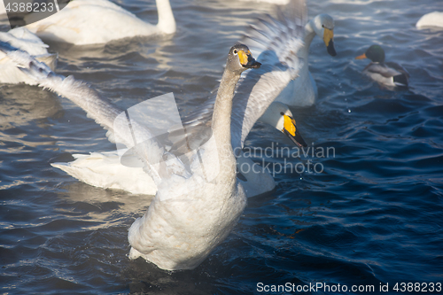 Image of Beautiful white whooping swans