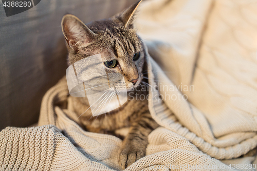 Image of tabby cat lying on blanket at home in winter