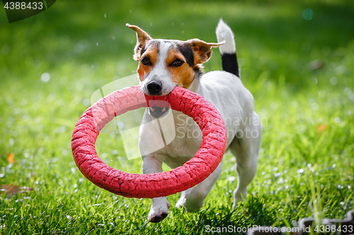 Image of Jack Russell Terrier running witn toy