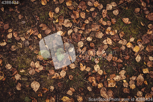 Image of Backround image of fallen autumn leaves