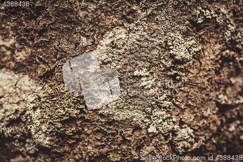 Image of Lichen on tree bark