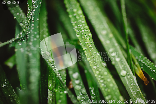 Image of Fresh thick grass with dew drops