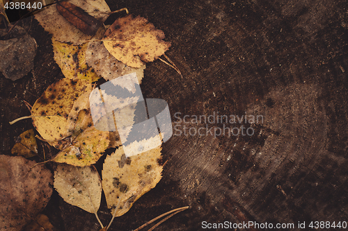 Image of Backround image of fallen autumn leaves