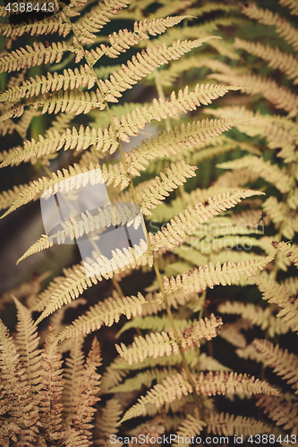 Image of Yellow fern leaf