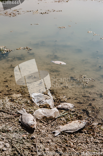 Image of Dead fish on the pond.