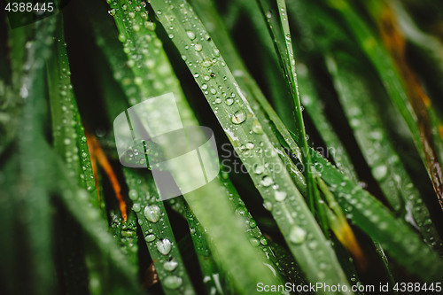 Image of Fresh thick grass with dew drops