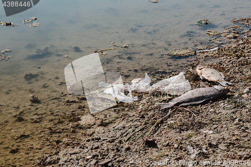 Image of Dead fish on the pond.