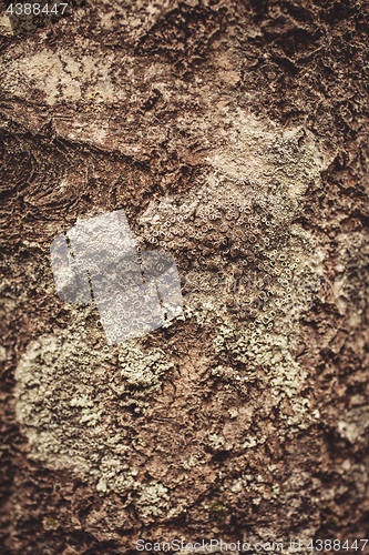 Image of Lichen on tree bark