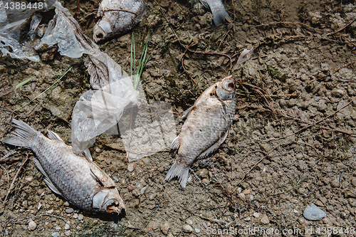 Image of Dead fish on the pond.