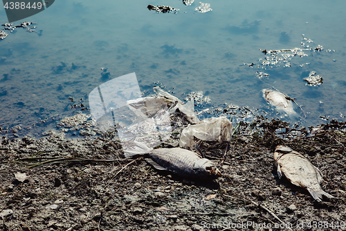 Image of Dead fish on the pond.