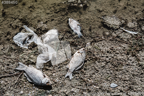 Image of Dead fish on the pond.