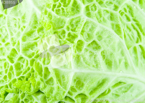 Image of Cabbage Texture