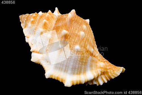 Image of Conch