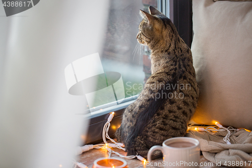 Image of tabby cat looking through window at home