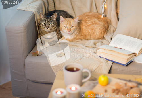 Image of two cats lying on sofa at home