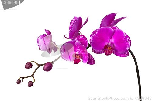 Image of Purple orchid