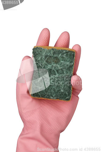 Image of Hand in rubber glove holding a grungy dish sponge