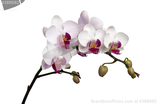 Image of White orchid