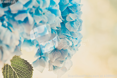 Image of Soft blue Hydrangea