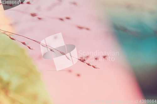 Image of Twigs. Macro shot of tiny dry grass