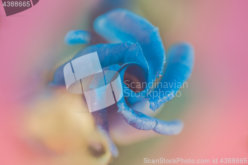 Image of Macro shot of lisianthus