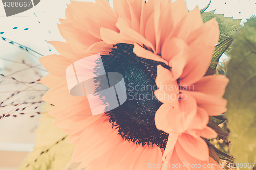 Image of Macro shot of blooming sunflower