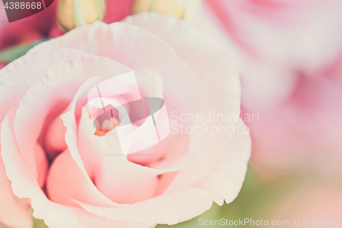 Image of Close-up of eustoma