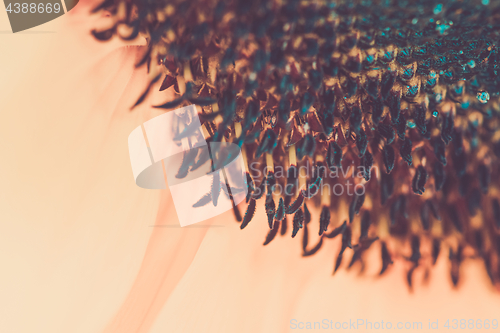 Image of Macro shot of blooming sunflower