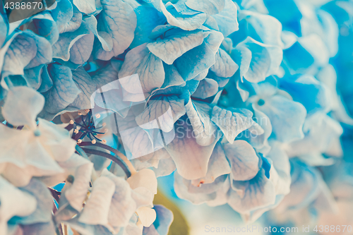 Image of Soft blue Hydrangea