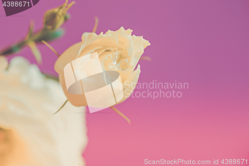 Image of Macro shot of lisianthus bud