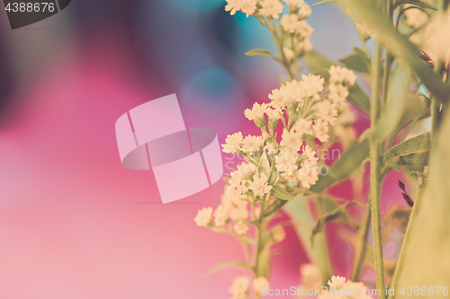 Image of Small flowers on a blurred background
