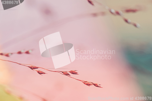 Image of Twigs. Macro shot of tiny dry grass