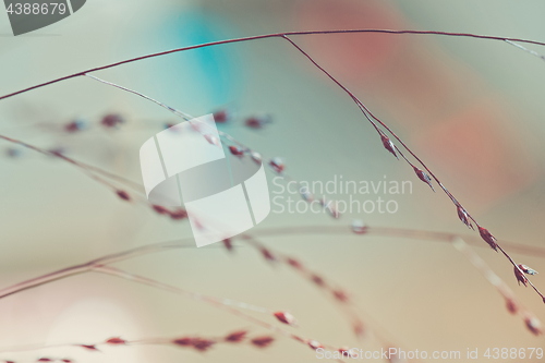 Image of Twigs. Macro shot of tiny dry grass