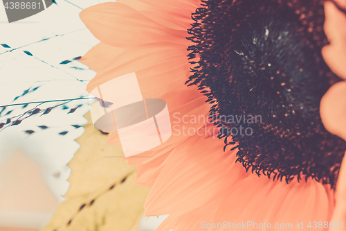 Image of Macro shot of blooming sunflower