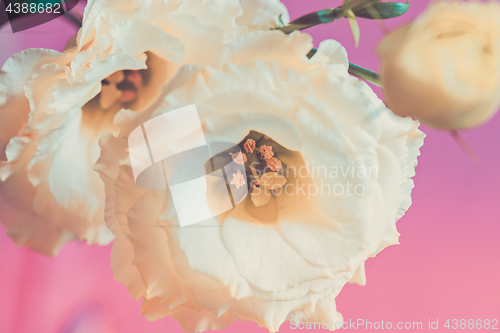 Image of Macro shot of lisianthus