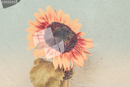 Image of View of blooming sunflower