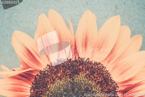 Image of Macro shot of blooming sunflower. Conceptual image Sun Rising