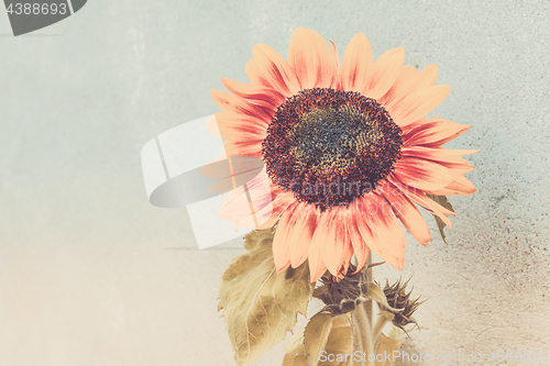 Image of View of blooming sunflower