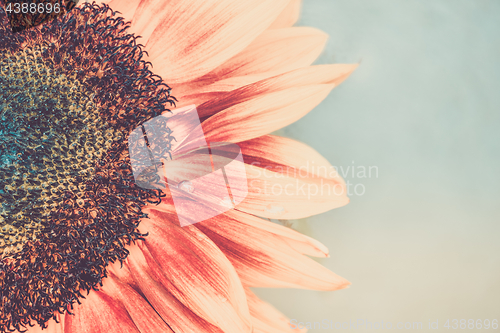 Image of Macro shot of blooming sunflower