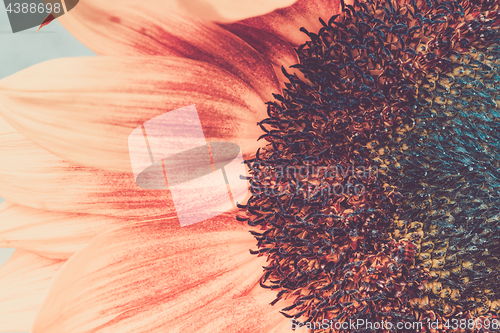 Image of Macro shot of blooming sunflower