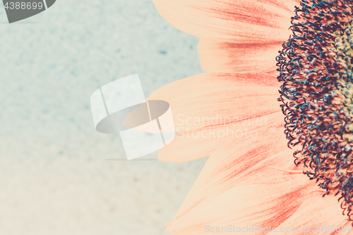 Image of Macro shot of blooming sunflower