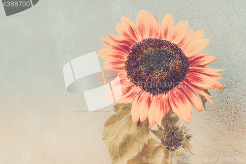 Image of View of blooming sunflower